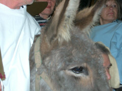 Krippenspiel mit Esel